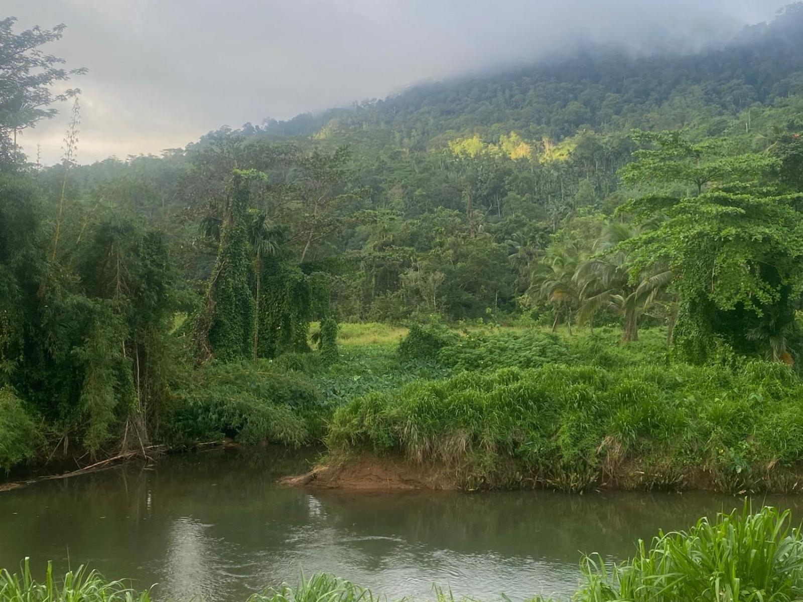 Sinharaja Riverside Deniyaya Pokoj fotografie